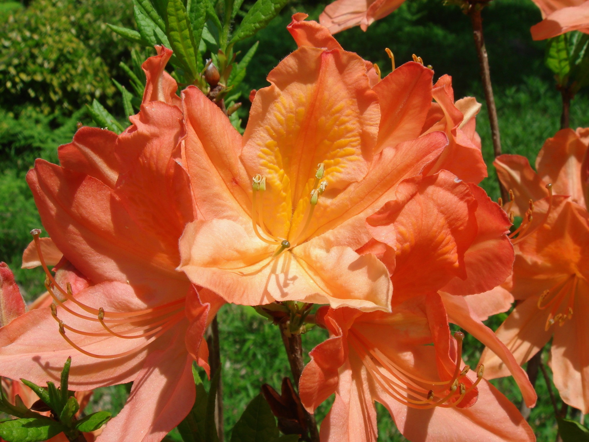 Rhododendron molle (Blume) G. Don subsp. japonicum (A. Gray) Kron